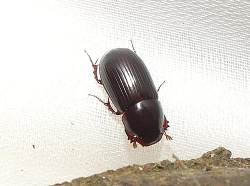 Acrossus rufipes